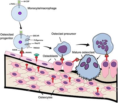 Finding a Toll on the Route: The Fate of Osteoclast Progenitors After Toll-Like Receptor Activation